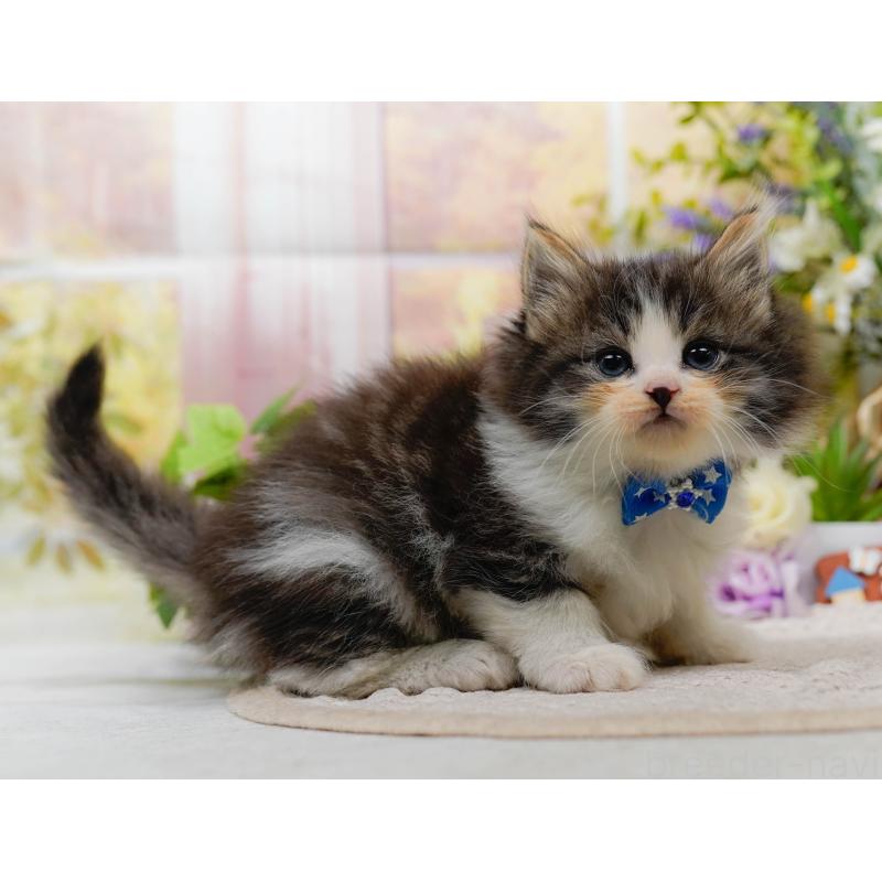 販売中の神奈川県のノルウェージャンフォレストキャット-130143の9枚目