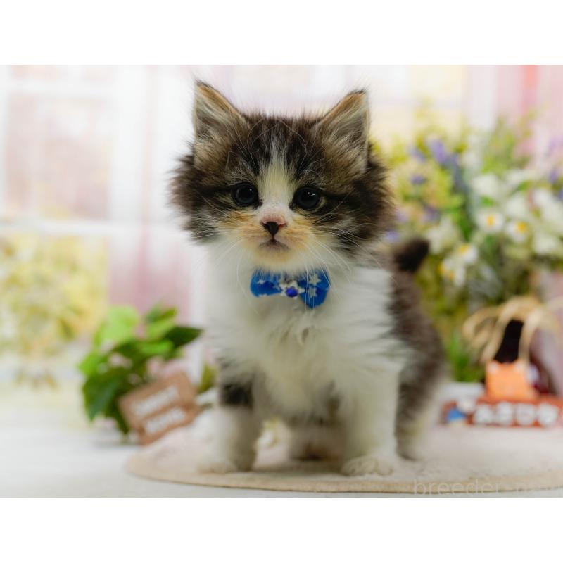 販売中の神奈川県のノルウェージャンフォレストキャット-130143の8枚目