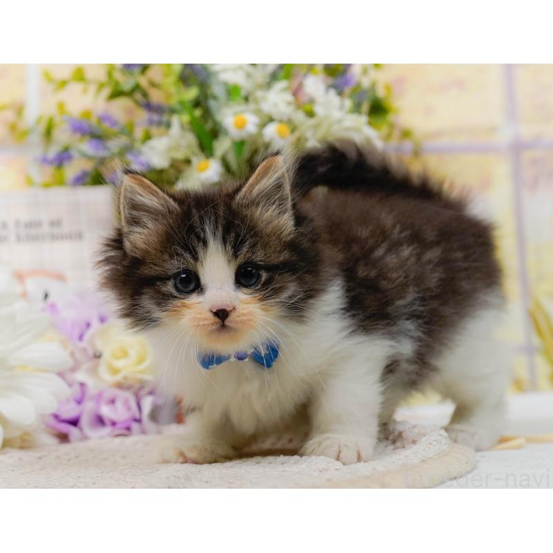 販売中の神奈川県のノルウェージャンフォレストキャット-130143の7枚目