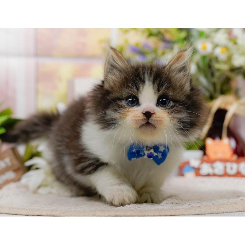 販売中の神奈川県のノルウェージャンフォレストキャット-130143の5枚目