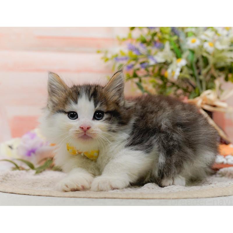 販売中の神奈川県のノルウェージャンフォレストキャット-130142の13枚目