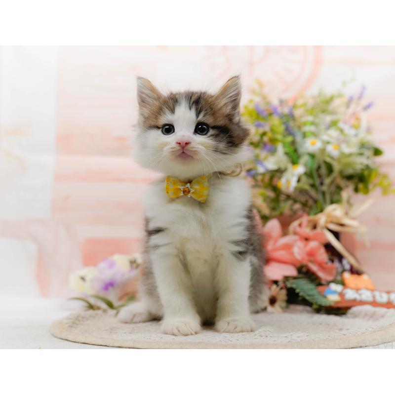 販売中の神奈川県のノルウェージャンフォレストキャット-130142の12枚目