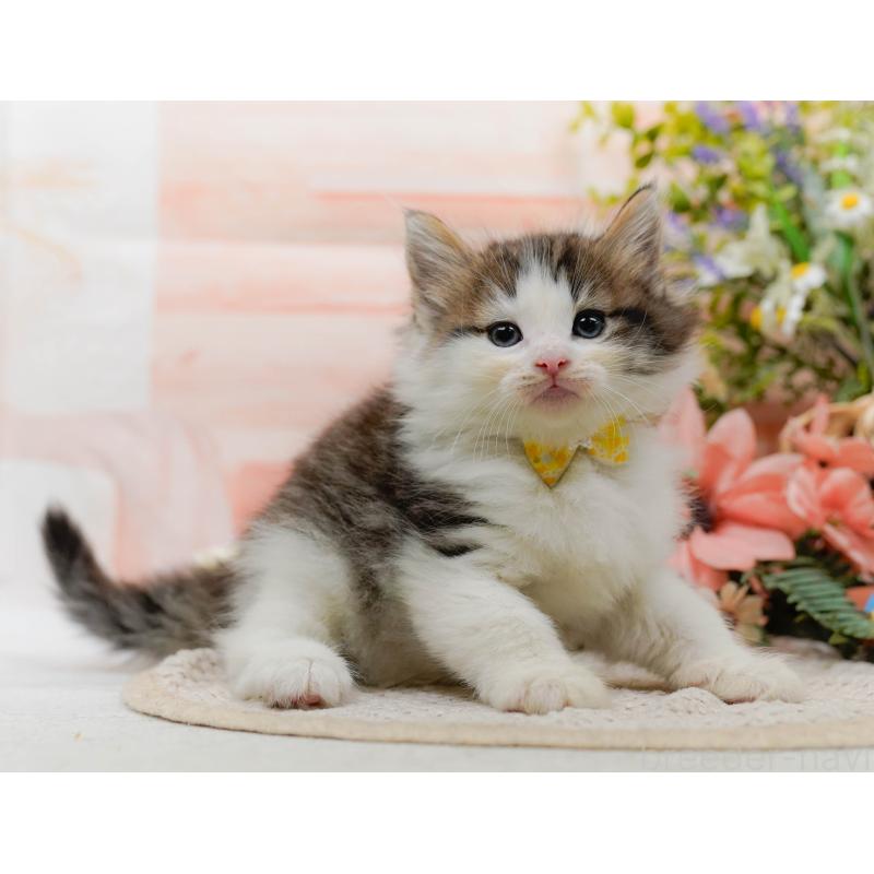 販売中の神奈川県のノルウェージャンフォレストキャット-130142の11枚目