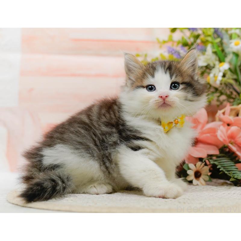 販売中の神奈川県のノルウェージャンフォレストキャット-130142の10枚目