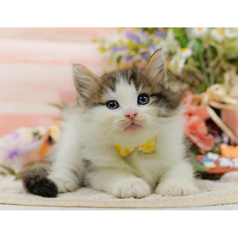 販売中の神奈川県のノルウェージャンフォレストキャット-130142の9枚目