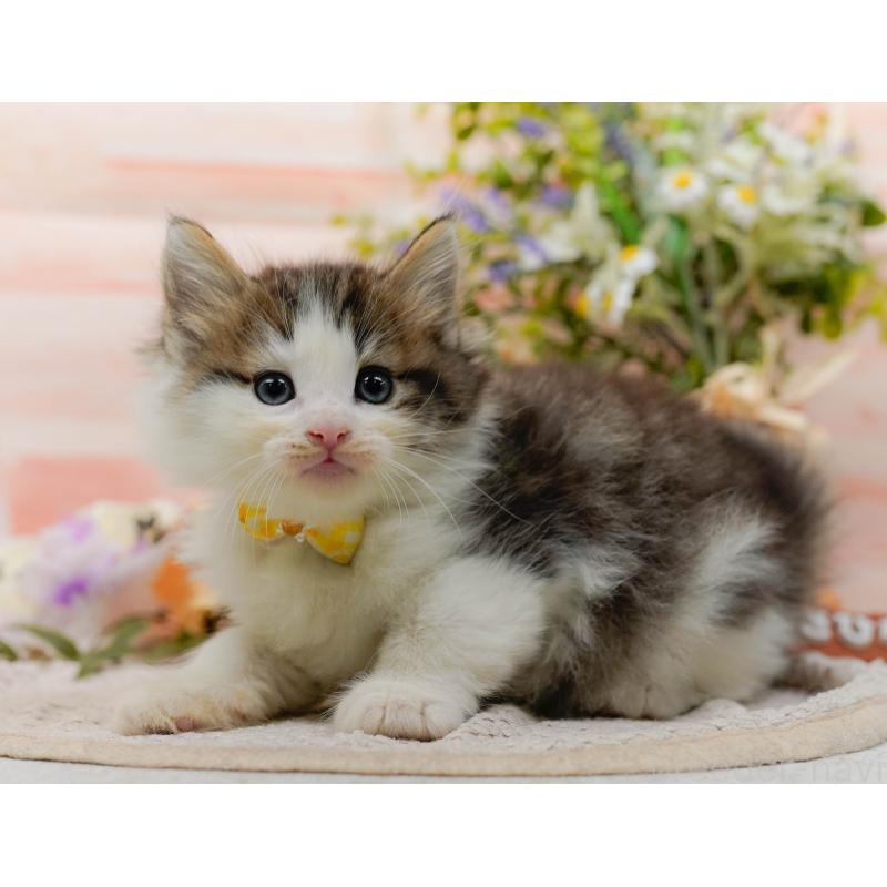 販売中の神奈川県のノルウェージャンフォレストキャット-130142の8枚目