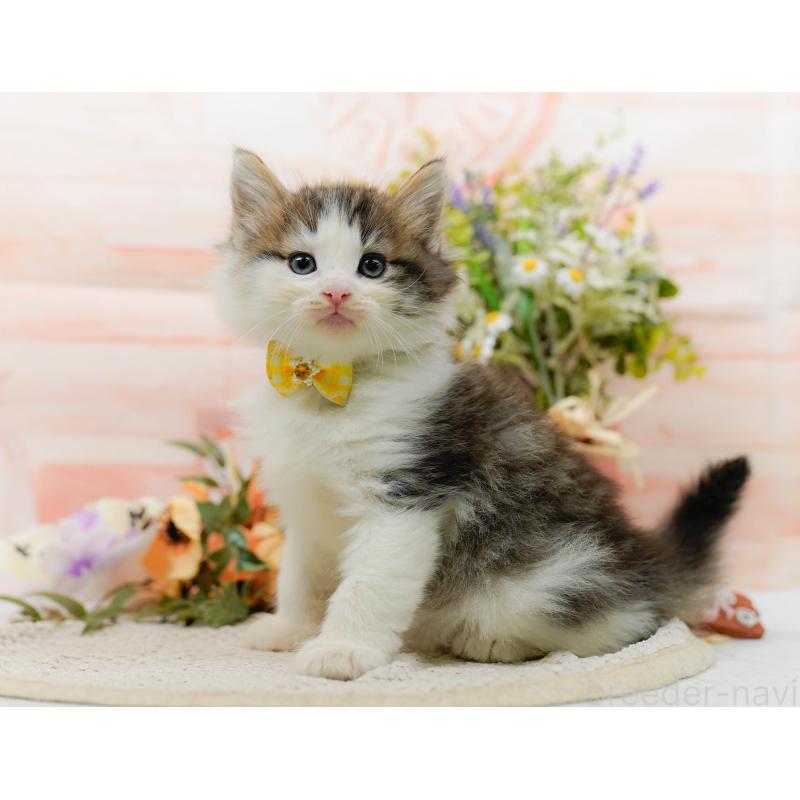 販売中の神奈川県のノルウェージャンフォレストキャット-130142の7枚目