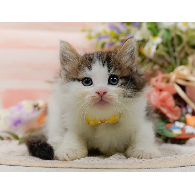 販売中の神奈川県のノルウェージャンフォレストキャット-130142の6枚目