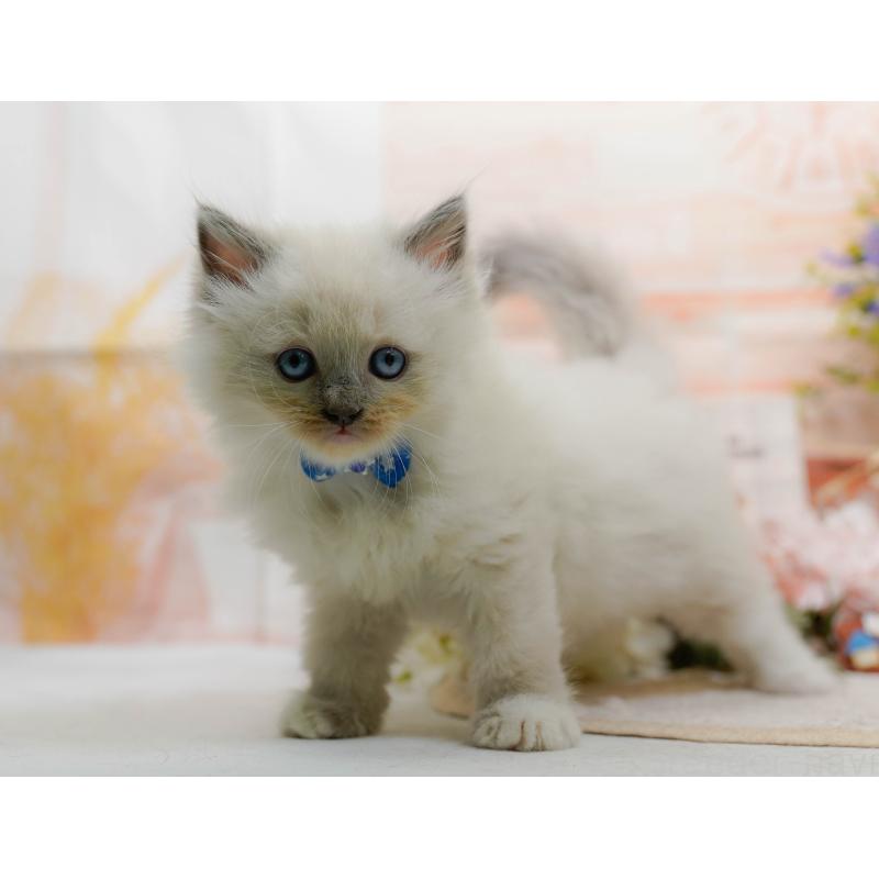 販売中の神奈川県のミックス-130131の10枚目