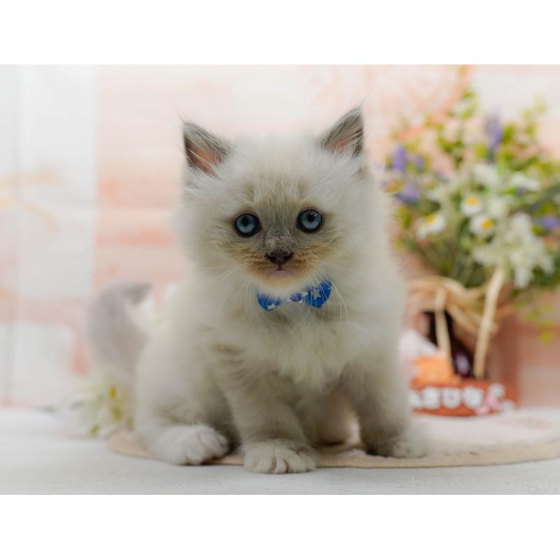 販売中の神奈川県のミックス-130131の9枚目