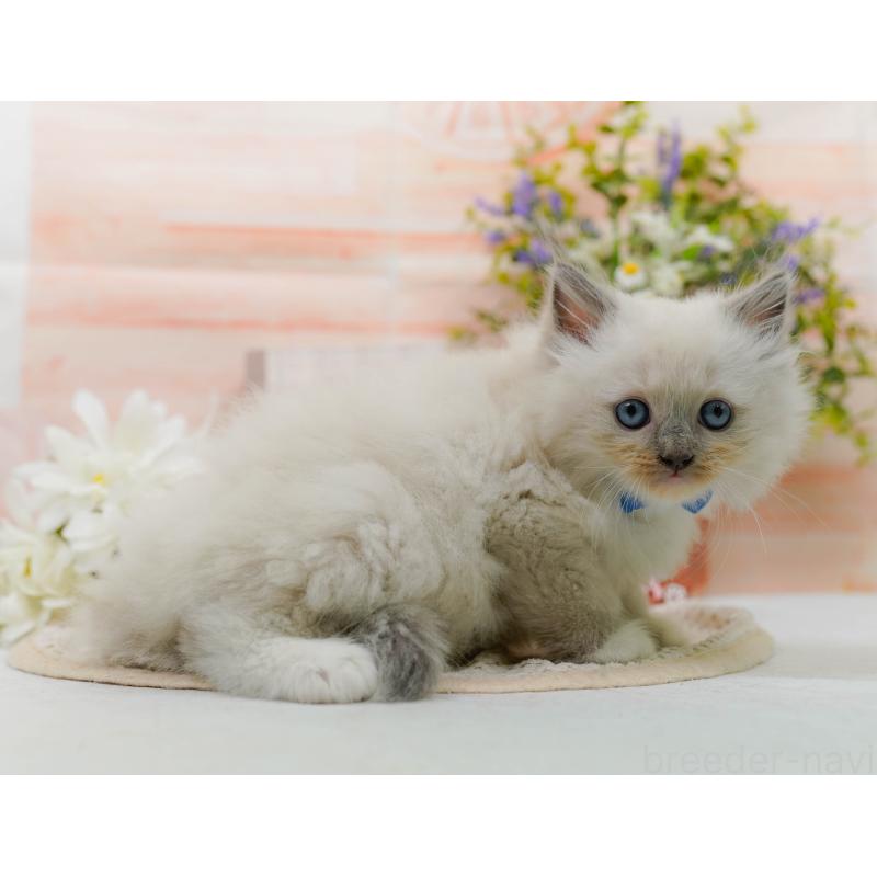 販売中の神奈川県のミックス-130131の8枚目