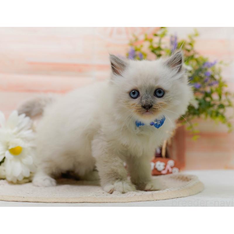 販売中の神奈川県のミックス-130131の7枚目