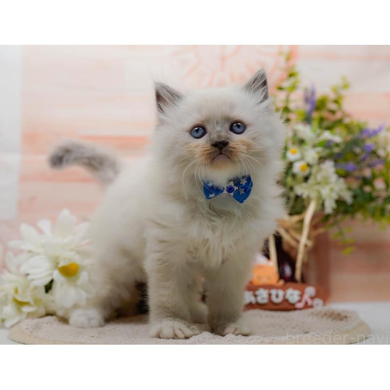 販売中の神奈川県のミックス-130131の6枚目