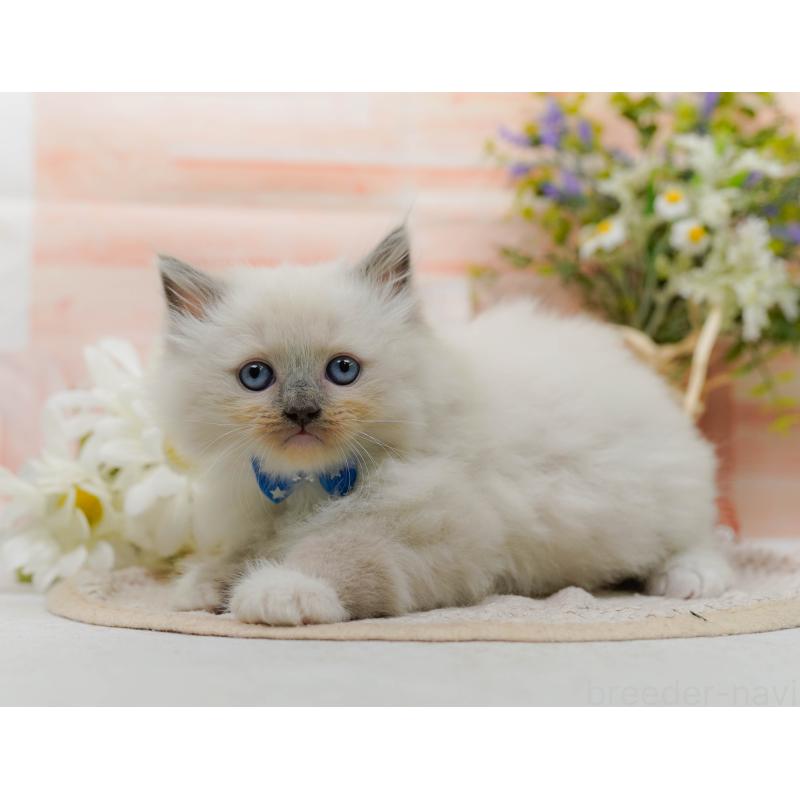 販売中の神奈川県のミックス-130131の5枚目