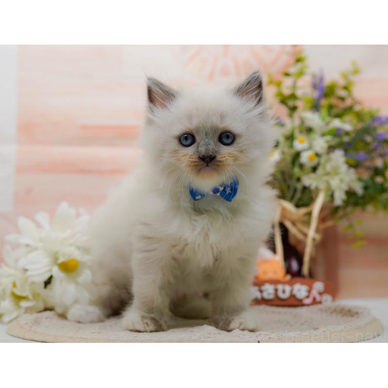 販売中の神奈川県のミックス-130131の4枚目