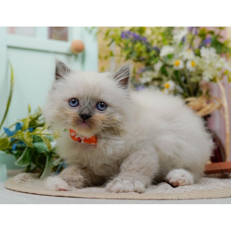 販売中の神奈川県のミックス-130133の11枚目