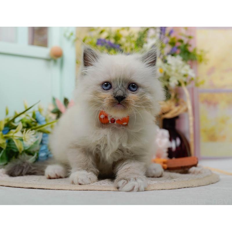 販売中の神奈川県のミックス-130133の10枚目