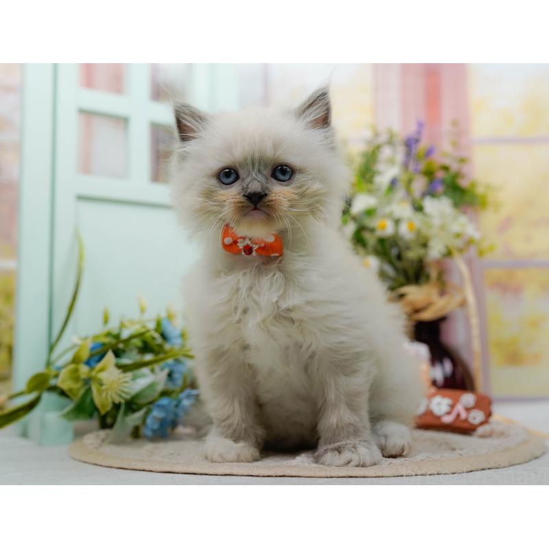 販売中の神奈川県のミックス-130133の8枚目