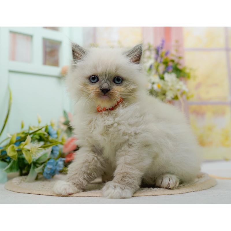 販売中の神奈川県のミックス-130133の7枚目