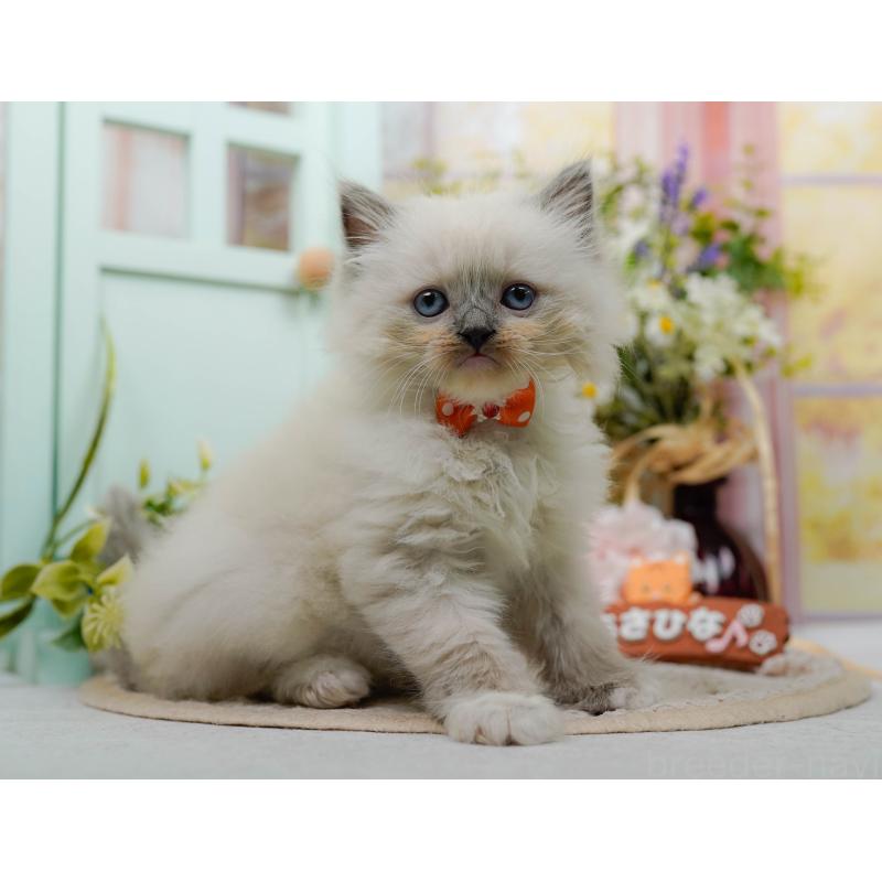 販売中の神奈川県のミックス-130133の6枚目