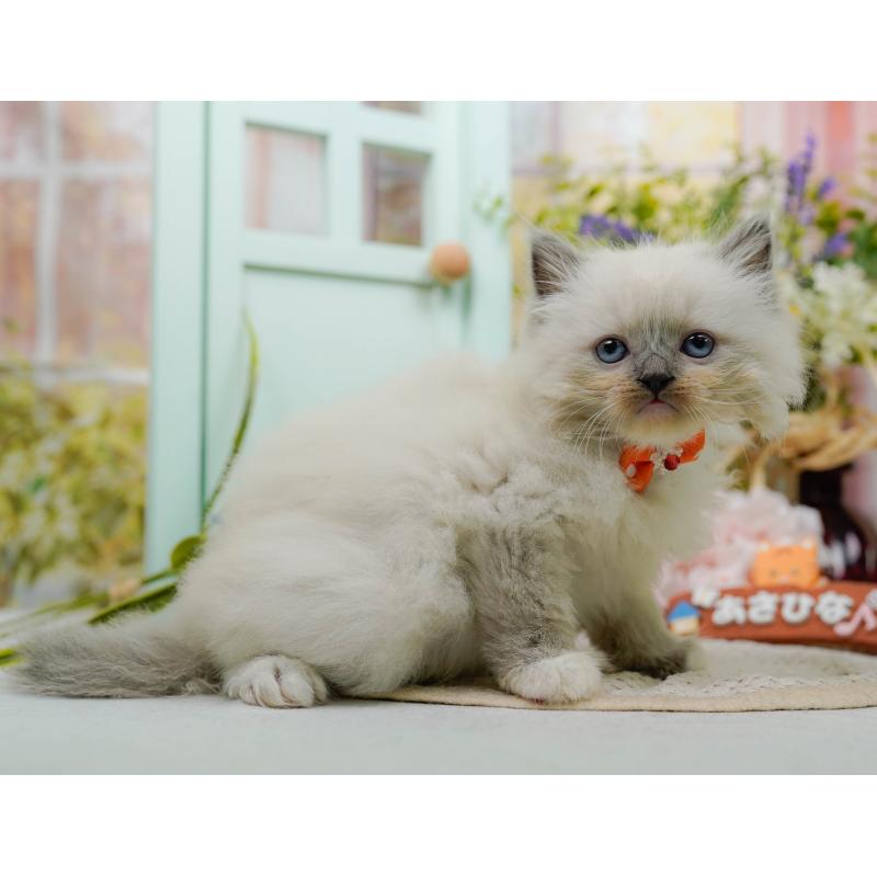 販売中の神奈川県のミックス-130133の5枚目