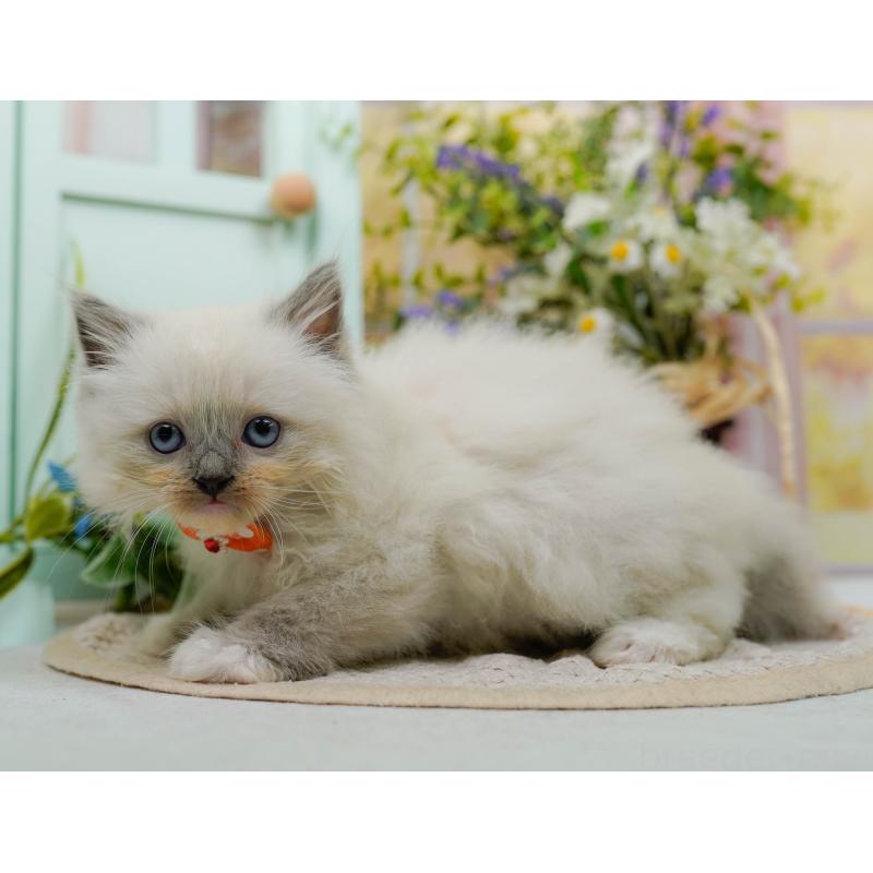 販売中の神奈川県のミックス-130133の4枚目