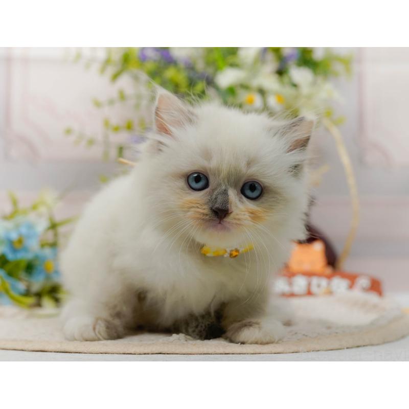 販売中の神奈川県のミックス-130135の10枚目