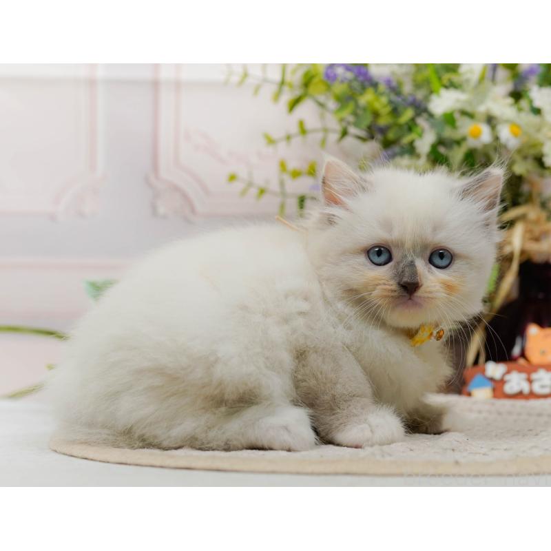 販売中の神奈川県のミックス-130135の8枚目