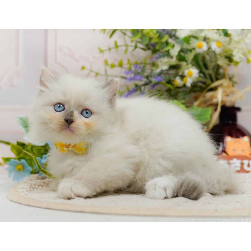 販売中の神奈川県のミックス-130135の7枚目