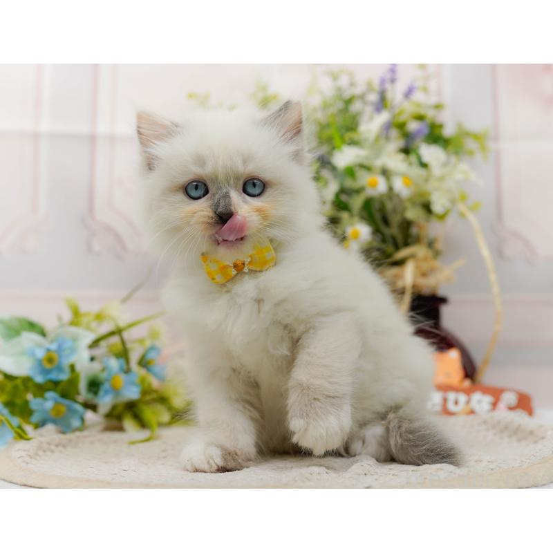 販売中の神奈川県のミックス-130135の5枚目