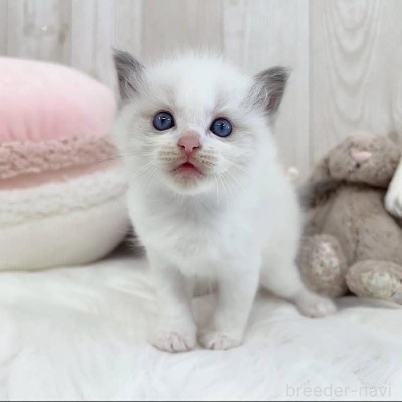 販売中の大阪府のラグドール-130026の7枚目