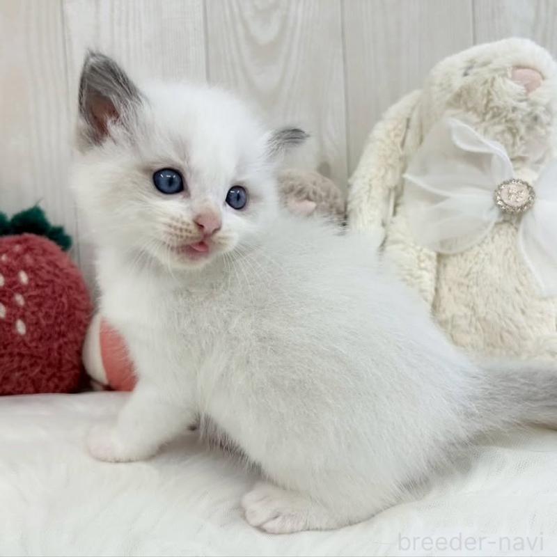 販売中の大阪府のラグドール-130026の5枚目