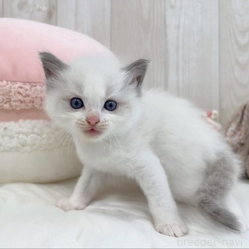 販売中の大阪府のラグドール-130026の6枚目