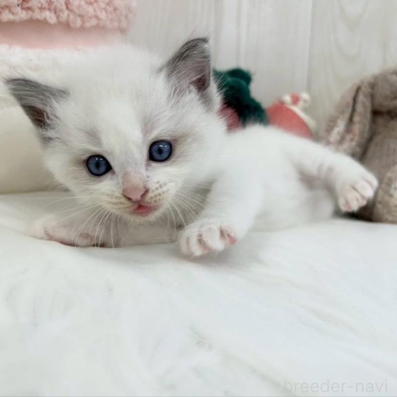 販売中の大阪府のラグドール-130026の4枚目