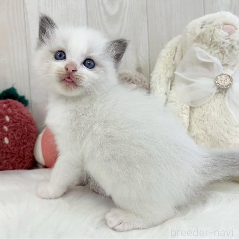 販売中の大阪府のラグドール-130026