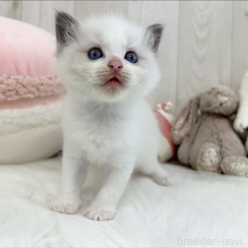 販売中の大阪府のラグドール-130026の3枚目