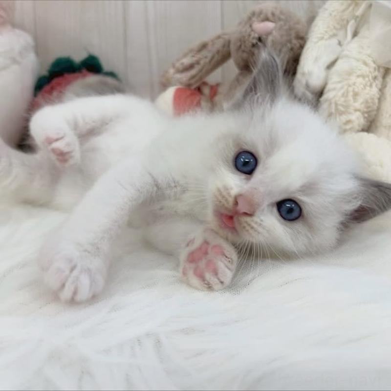 販売中の大阪府のラグドール-130026の2枚目