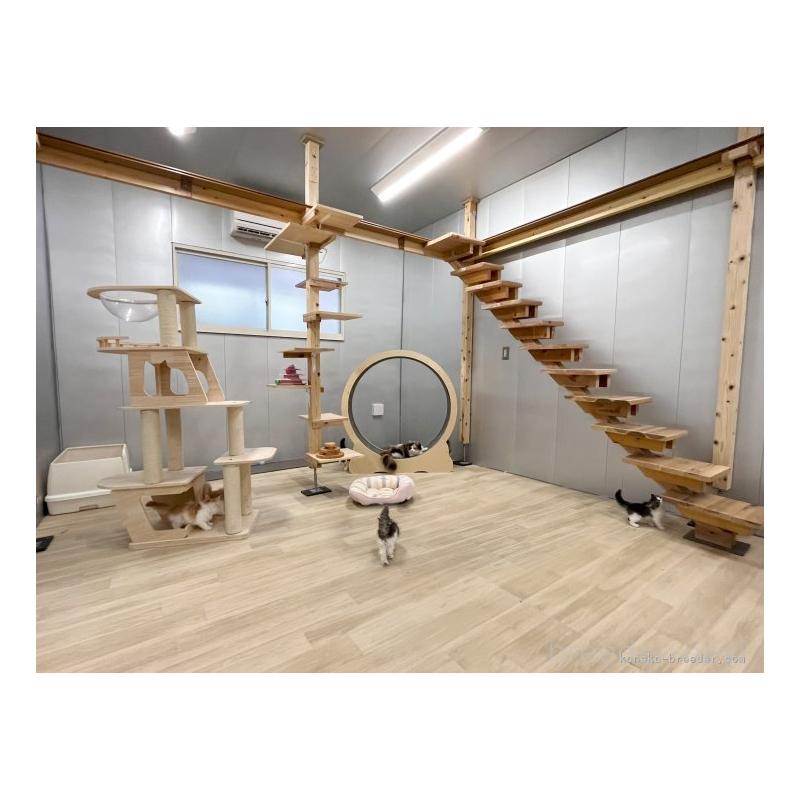 販売中の千葉県のノルウェージャンフォレストキャット-130098の11枚目