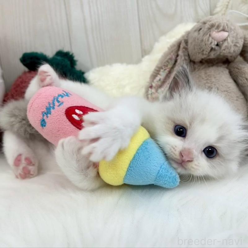 販売中の大阪府のラグドール-130027の6枚目