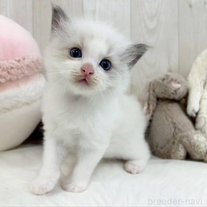 販売中の大阪府のラグドール-130027の7枚目