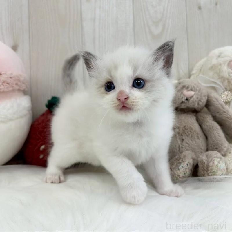 販売中の大阪府のラグドール-130027の5枚目