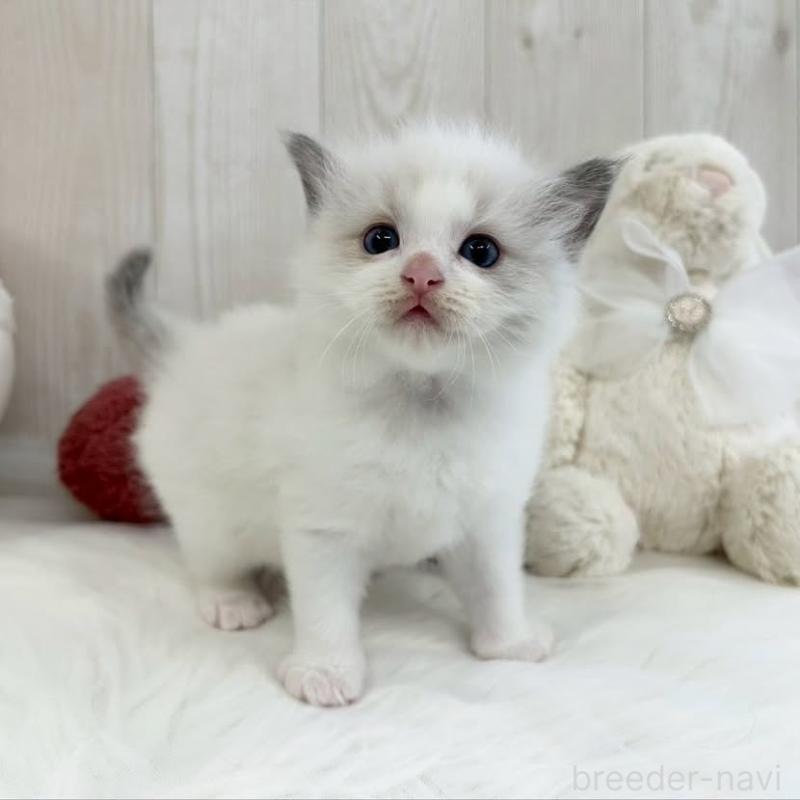 販売中の大阪府のラグドール-130027の4枚目