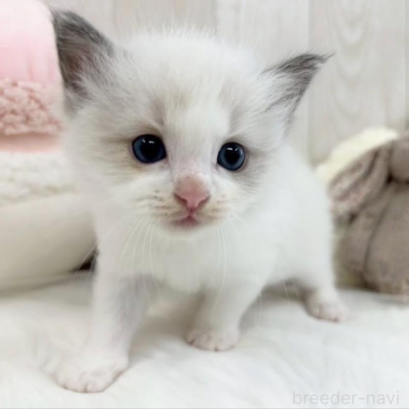 販売中の大阪府のラグドール-130027の3枚目