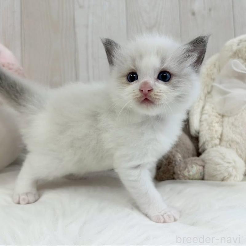 販売中の大阪府のラグドール-130027の2枚目