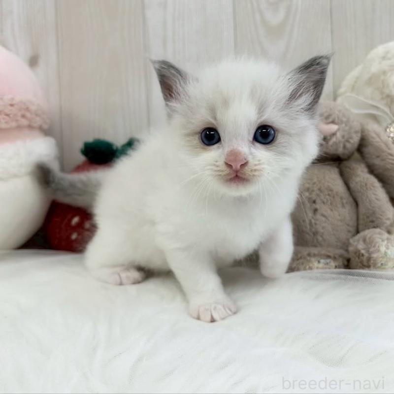 販売中の大阪府のラグドール-130027