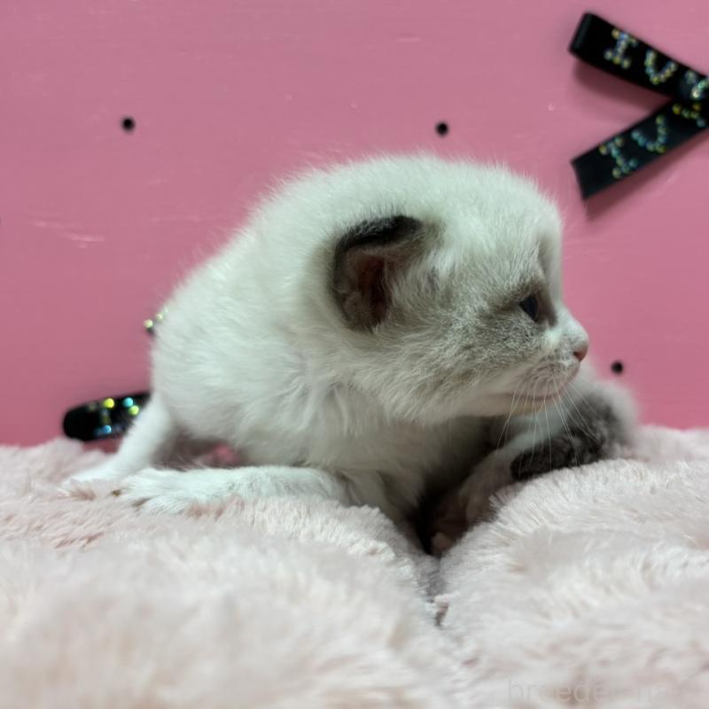 販売中の愛知県のラグドール-130028の2枚目