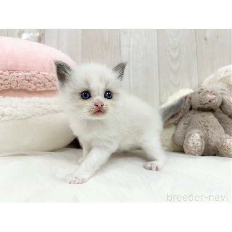 販売中の大阪府のラグドール-130029の5枚目