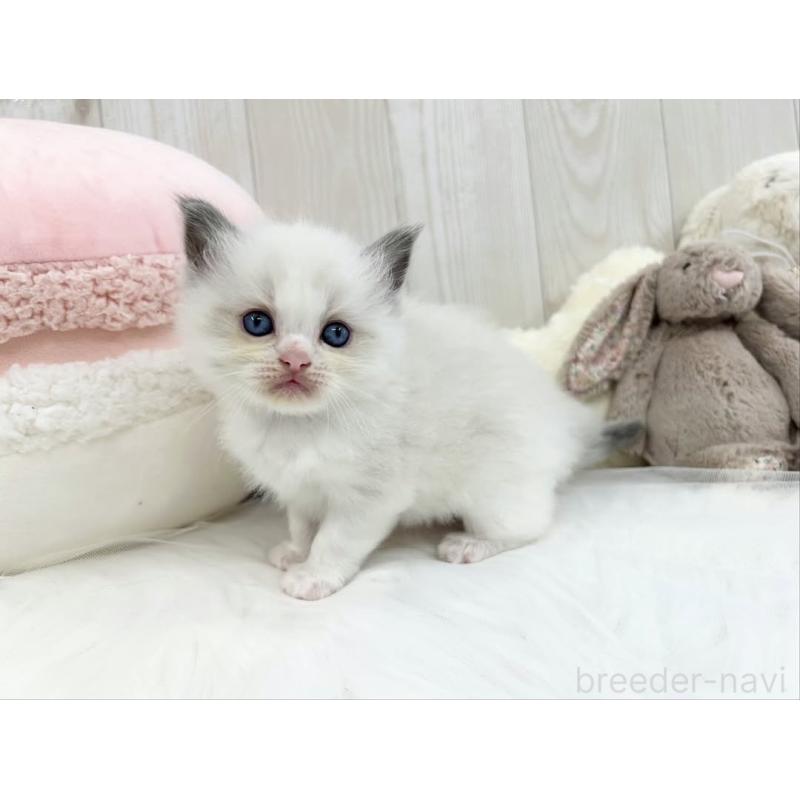 販売中の大阪府のラグドール-130029の4枚目