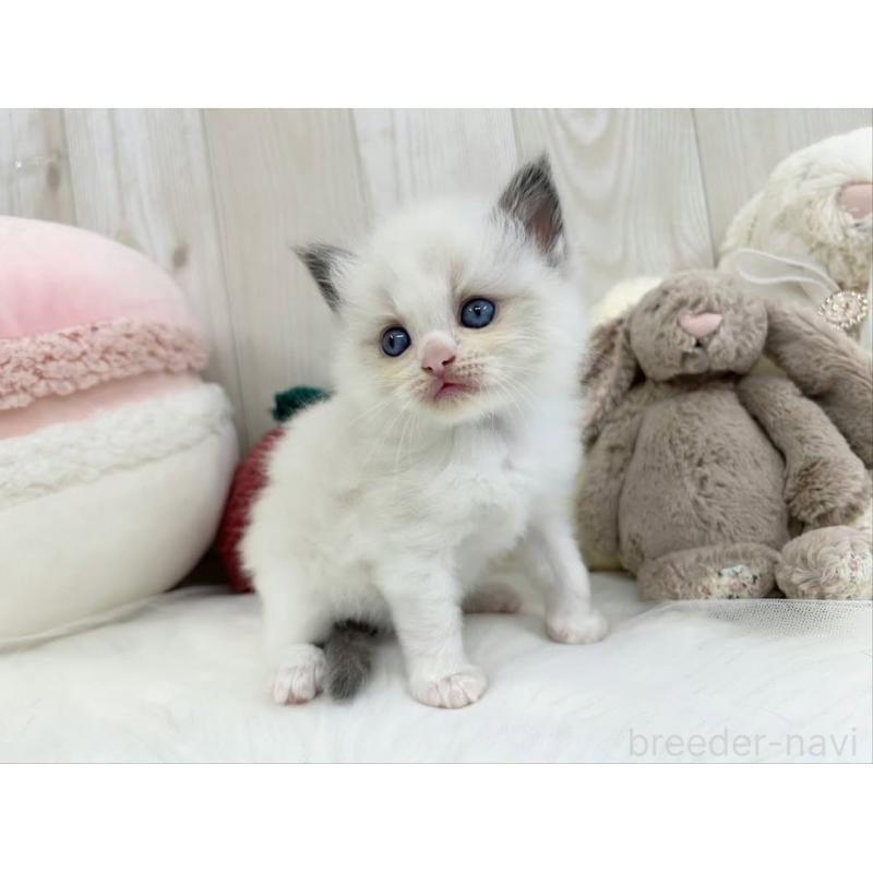 販売中の大阪府のラグドール-130029の3枚目