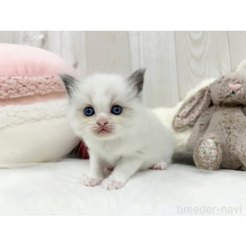 販売中の大阪府のラグドール-130029の2枚目